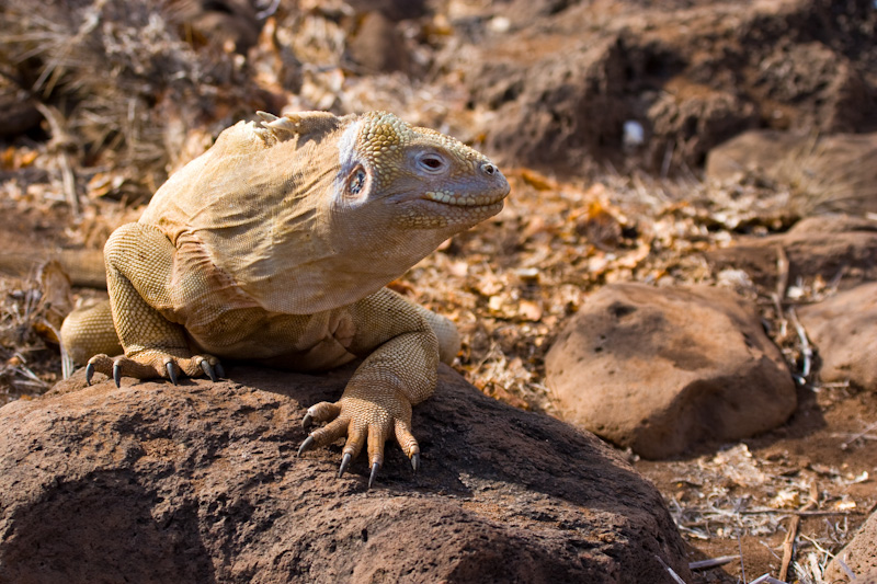 Galápagos Land Iguana